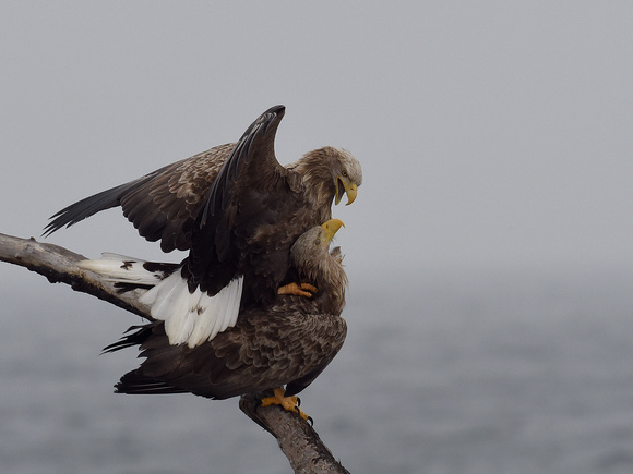White-tailed Eagles mating (Japan)