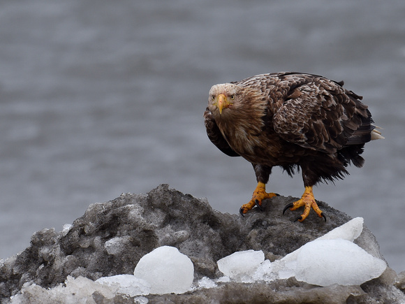 White-tailed Eagle, adult (Japan)