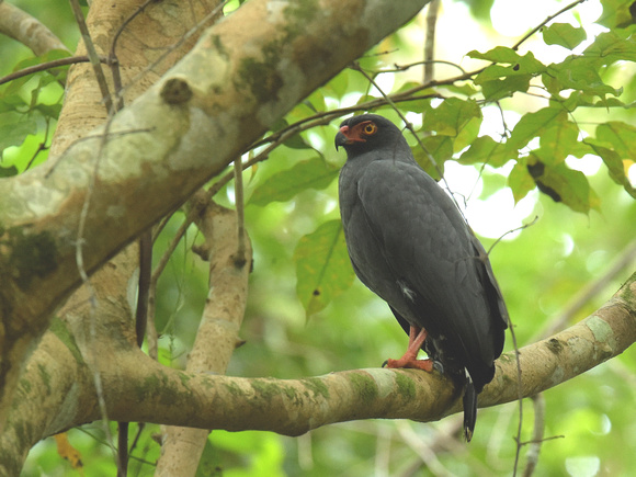 Slate-colored Hawk (Brazil)