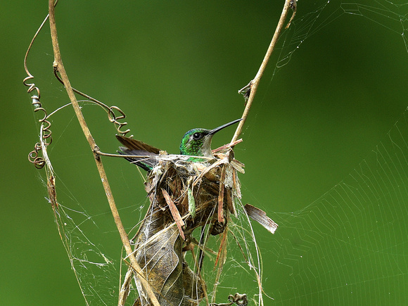 Blue-tailed Emerald, female nesting (Brazil)