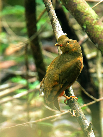 Guianan Cock-of-the-rock, female (Brazil)