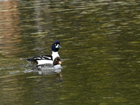 Birds: 100 selected Ducks, Grebes and Loons