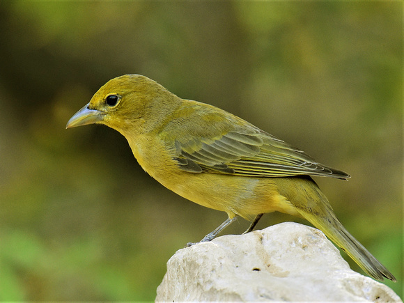 Summer Tanager, female, Western (USA)