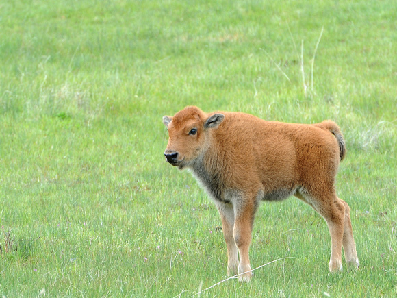 American Bison, calf (USA)