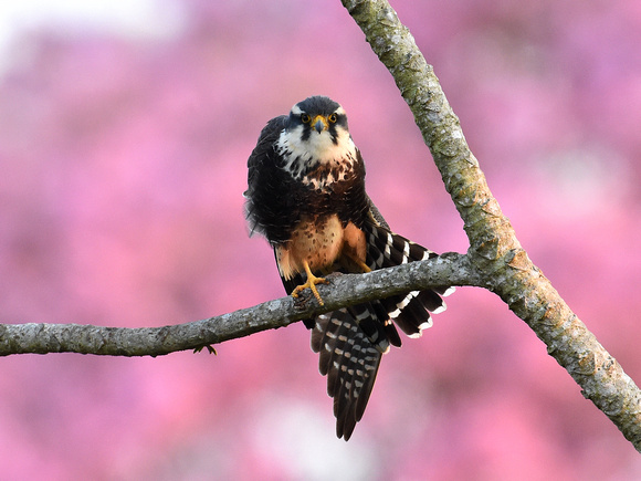 AAA ambiance: Aplomado Falcon in the rising sun with a flowering Trumpet tree as a backdrop