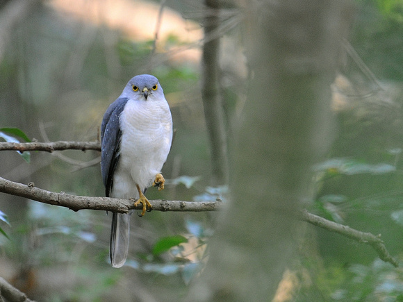 Frances's Sparrowhawk (Madagascar)