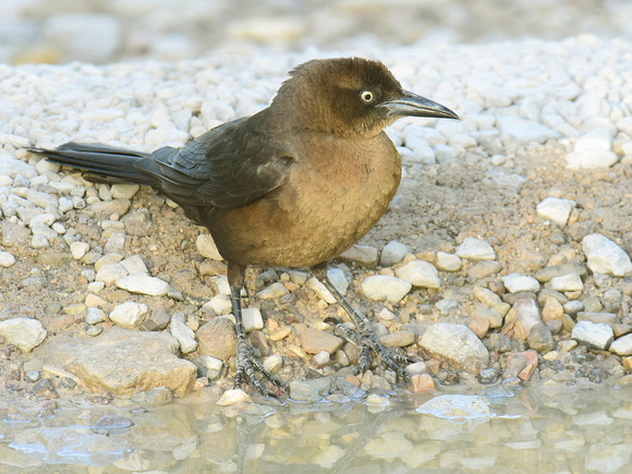 Rusty Blackbird, female (USA)