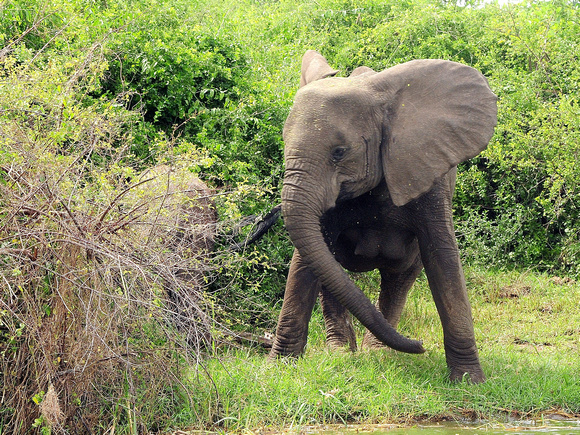 African Bush Elephant (Uganda)