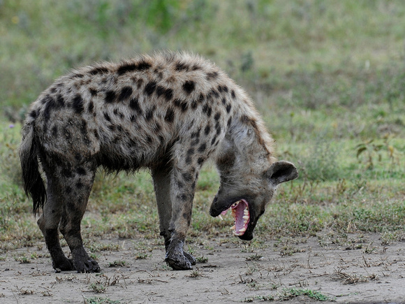 Spotted Hyena (Tanzania)