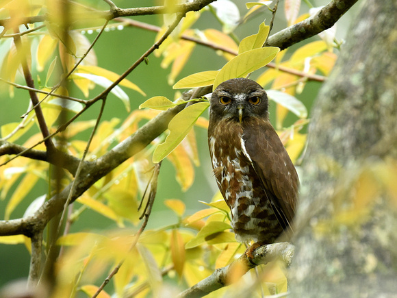 Brown Hawk-Owl (India)