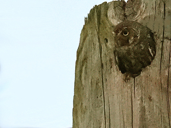 Elf Owl (USA)