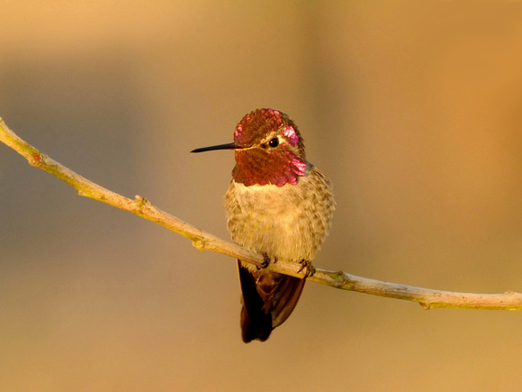 Anna's Hummingbird, male displaying (USA)