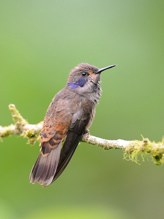 Brown Violetear (Ecuador)