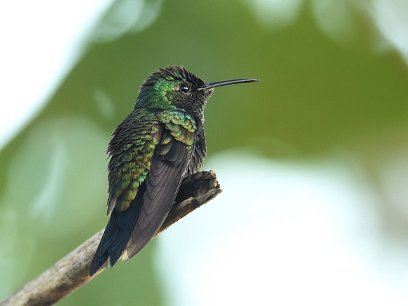 Fork-tailed Wood-Nymph, male (Ecuador)