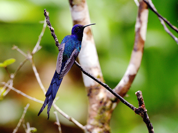 Swallow-tailed Hummingbird (Brazil)