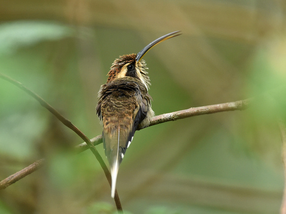 Scale-throated Hermit (Brazil)