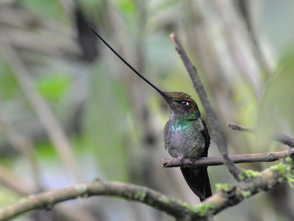 Sword-billed Hummingbird (Ecuador)