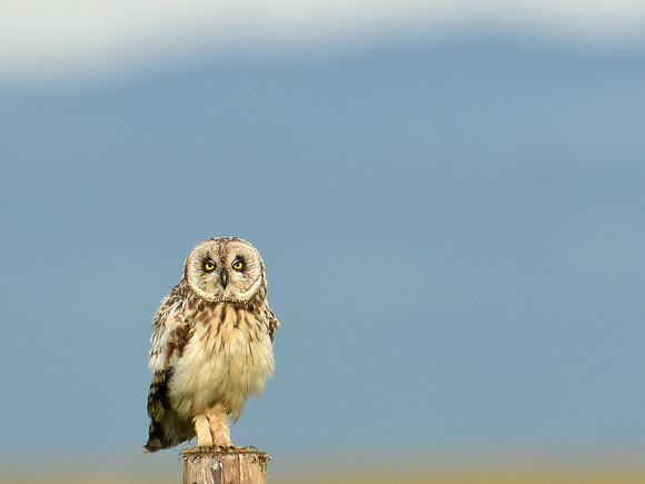 Short-eared Owl (UK)