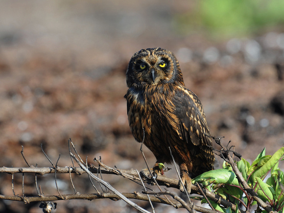 Galapagos Short-eared Owl (Galapagos)