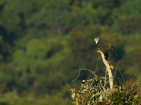 Grey-headed Kite (Brazil)