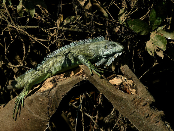 Green Iguana (Brazil)