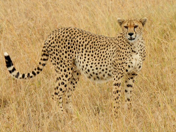 Cheetah (Tanzania)