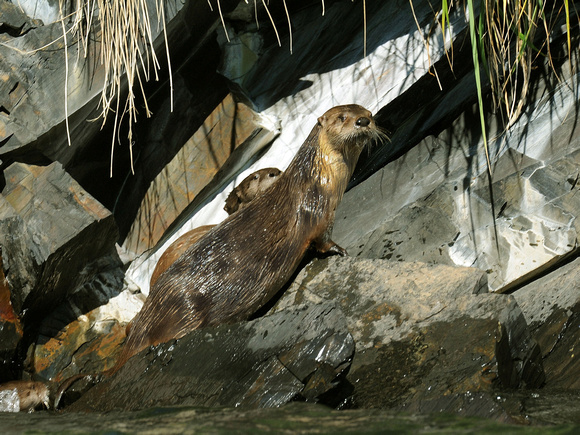 North American River Otter (USA)