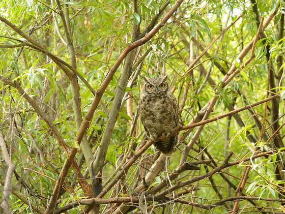 Magellanic Horned Owl (Argentina)