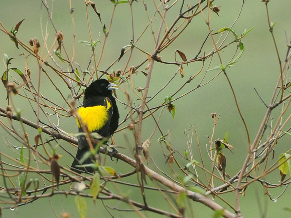 Yellow-mantled Widowbird, breeding (Tanzania)