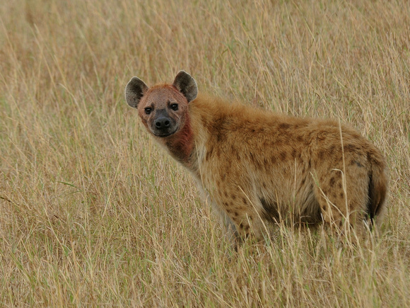 Spotted Hyena (Kenya)