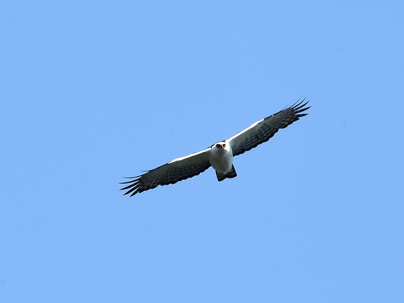Black-and-white Hawk-Eagle (Brazil)