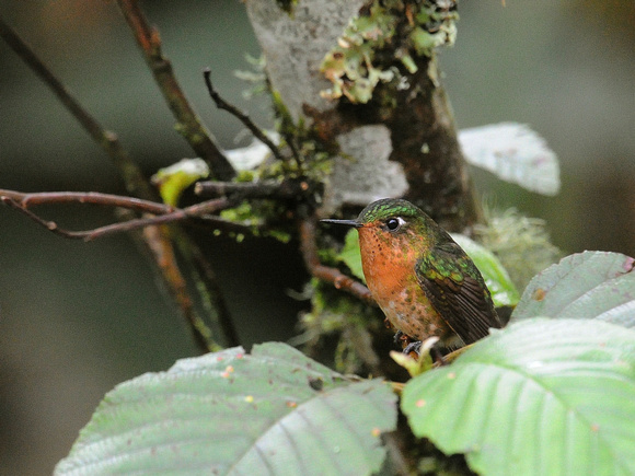 Tyrian Metaltail, female (Ecuador)