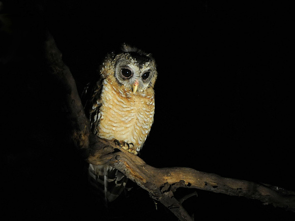 African Wood Owl (Tanzania)