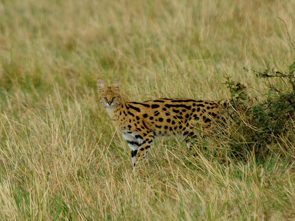 Serval (Kenya)