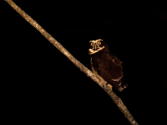 Spectacled Owl (Brazil)
