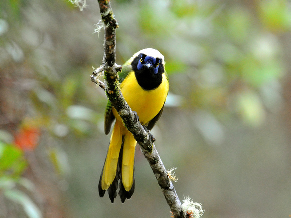 Inca Jay (Ecuador)