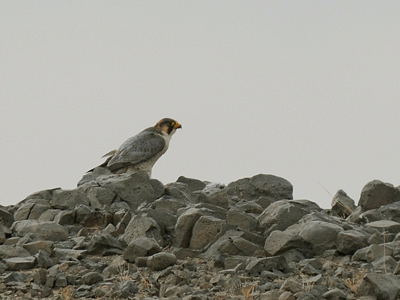 Barbary Falcon (Morocco)
