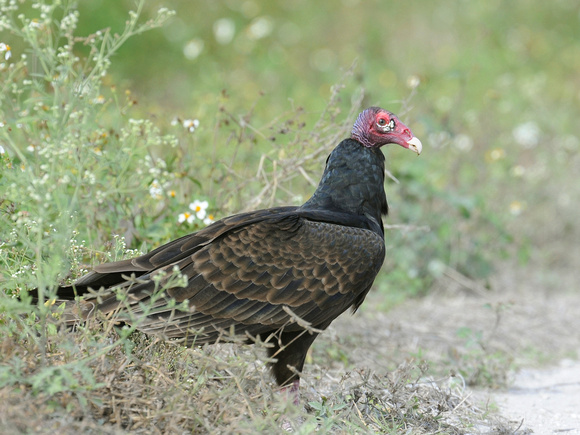 Turkey Vulture (USA)