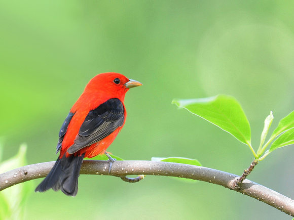 Scarlet Tanager, male (USA)