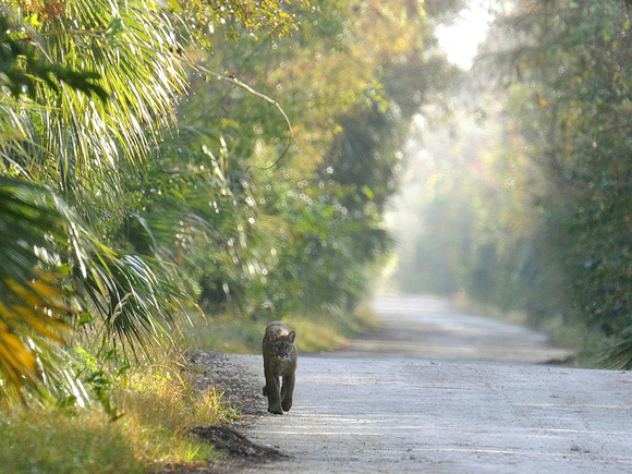 Florida Panther (USA)