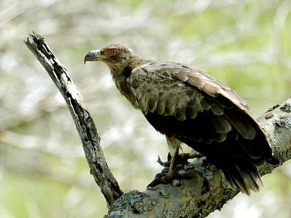 Palm-nut Vulture, immature (Uganda)