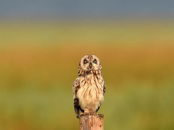 Short-eared Owl (UK)