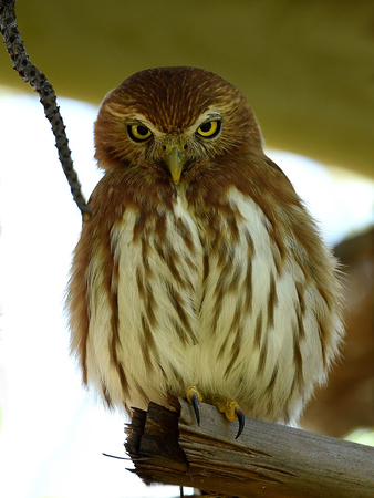 Ferruginous Pygmy Owl (Brazil)
