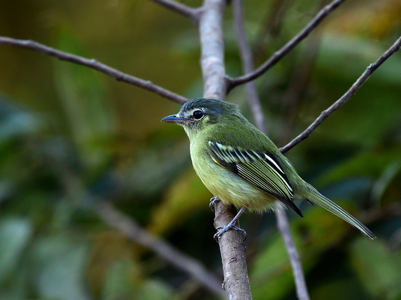 Yellow-olive Flycatcher (Brazil)