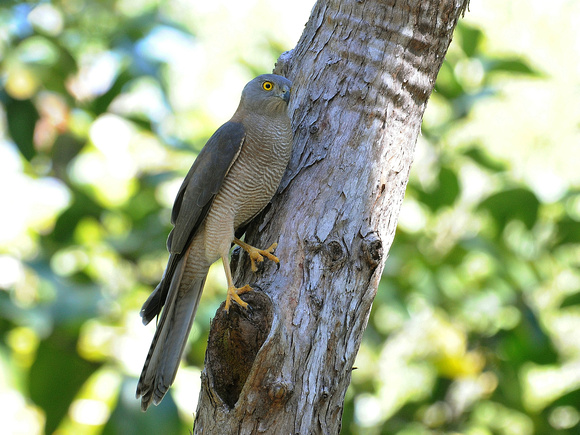 Collared Sparrowhawk (Australia)