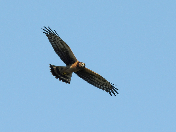 Northern Harrier, female (USA)