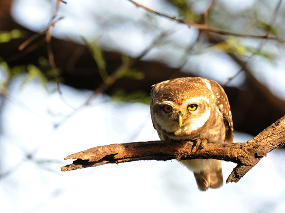 Spotted Owlet (India)