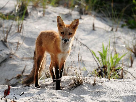 Red (Virginia) Fox (USA)