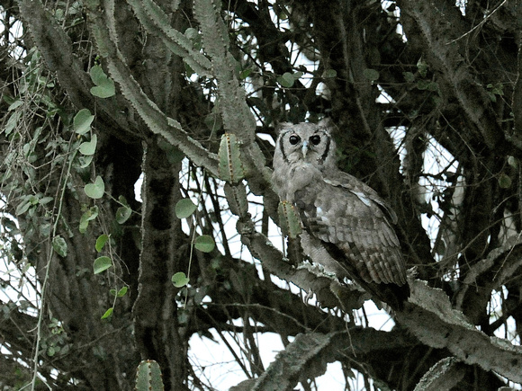 Verreaux's Eagle-Owl, adult (Tanzania)