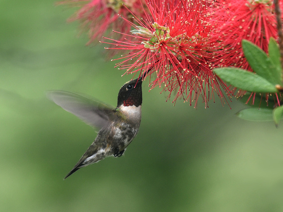 Ruby-throated Hummingbird, male (USA)